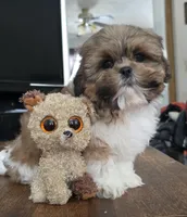 Miles, a male Shih Tzu for sale in Stroudsburg, PA – Photo 5 of 8