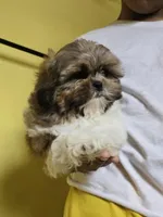 Miles, a male Shih Tzu for sale in Stroudsburg, PA – Photo 8 of 8