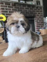Ben, a male Shih Tzu for sale in Stroudsburg, PA – 2 of 8