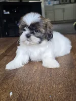 Bo, a male Shih Tzu for sale in Stroudsburg, PA – 7 of 7