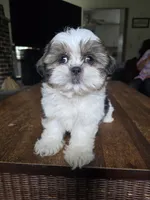 Jazmine, a female Shih Tzu for sale in Stroudsburg, PA – 4 of 5