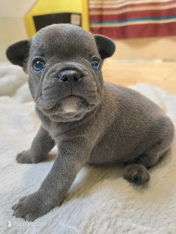 Ryder – French Bulldog puppy for sale in Stroudsburg, PA