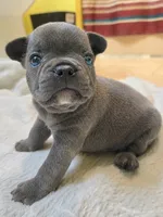 Ryder, a male French Bulldog for sale in Stroudsburg, PA – 1 of 1