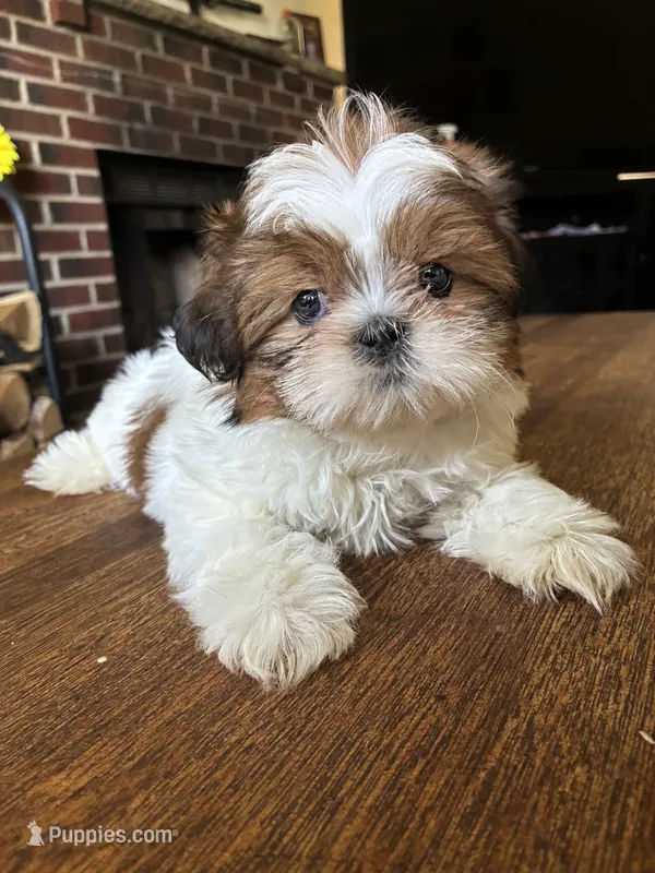 Bison – Shih Tzu puppy for sale in Stroudsburg, PA