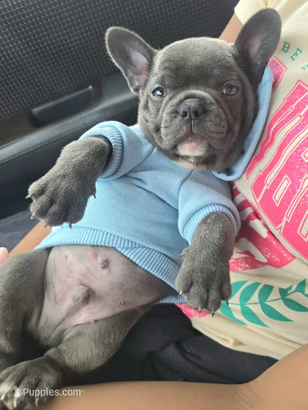 Teddy – French Bulldog puppy for sale in Stroudsburg, PA