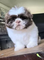 Gia, a female Shih Tzu for sale in Stroudsburg, PA – Photo 2 of 7