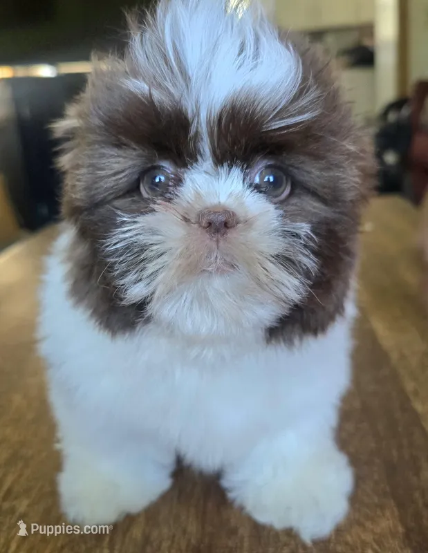 Gia – Shih Tzu puppy for sale in Stroudsburg, PA