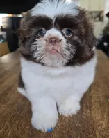 Gia, a female Shih Tzu for sale in Stroudsburg, PA – Photo 5 of 7