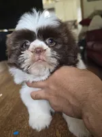 Gia, a female Shih Tzu for sale in Stroudsburg, PA – Photo 4 of 7