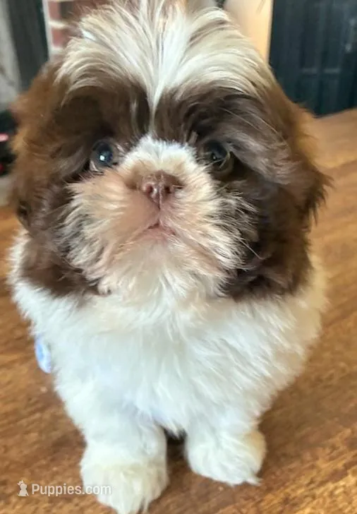 Gia – Shih Tzu puppy for sale in Stroudsburg, PA