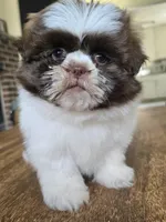 Gia, a female Shih Tzu for sale in Stroudsburg, PA – Photo 6 of 7