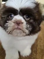 Gia, a female Shih Tzu for sale in Stroudsburg, PA – Photo 3 of 7