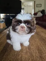 Gia, a female Shih Tzu for sale in Stroudsburg, PA – Photo 7 of 7