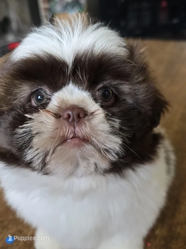 Gia – Shih Tzu puppy for sale in Stroudsburg, PA