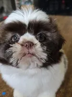 Gia, a female Shih Tzu for sale in Stroudsburg, PA – Photo 1 of 7