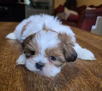 Bison, a male Shih Tzu for sale in Stroudsburg, PA – 8 of 9