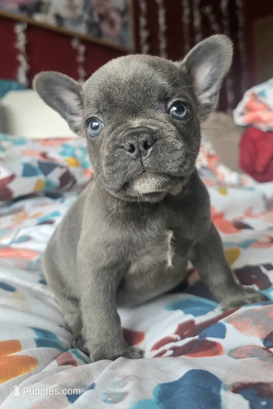Ryder – French Bulldog puppy for sale in Stroudsburg, PA