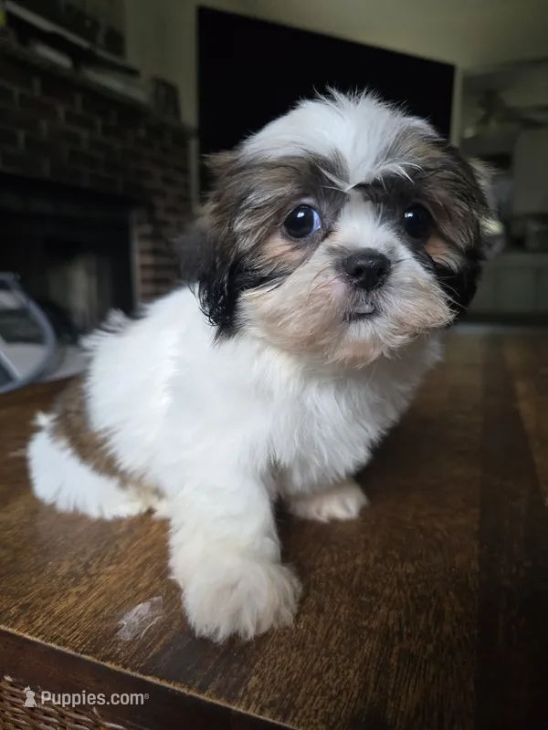 Raya – Shih Tzu puppy for sale in Stroudsburg, PA