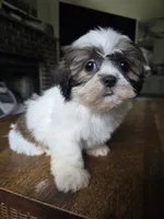 Raya, a female Shih Tzu for sale in Stroudsburg, PA – 1 of 6