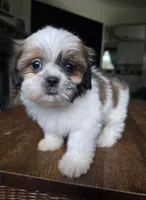 Merida, a female Shih Tzu for sale in Stroudsburg, PA – 2 of 5