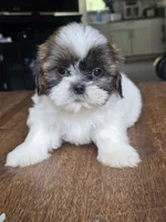 Bo, a male Shih Tzu for sale in Stroudsburg, PA – 3 of 7