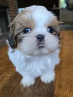 Gia, a female Shih Tzu for sale in Stroudsburg, PA – 6 of 9