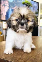 Tilly, a female Shih Tzu for sale in Stroudsburg, PA – 3 of 5