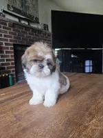 Ben, a male Shih Tzu for sale in Stroudsburg, PA – 6 of 8