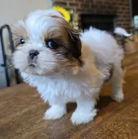 Gia, a female Shih Tzu for sale in Stroudsburg, PA – 3 of 9