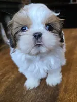 Gia, a female Shih Tzu for sale in Stroudsburg, PA – 8 of 9
