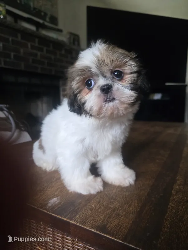 Ariel – Shih Tzu puppy for sale in Stroudsburg, PA