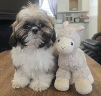 Milo, a male Shih Tzu for sale in Stroudsburg, PA – Photo 2 of 7