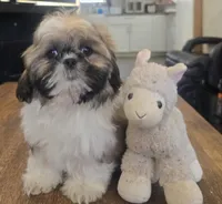 Milo, a male Shih Tzu for sale in Stroudsburg, PA – Photo 3 of 7