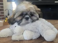 Milo, a male Shih Tzu for sale in Stroudsburg, PA – Photo 1 of 7