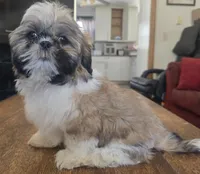 Milo, a male Shih Tzu for sale in Stroudsburg, PA – Photo 6 of 7