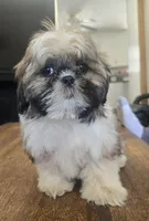 Milo, a male Shih Tzu for sale in Stroudsburg, PA – Photo 5 of 7