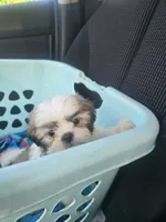 Chip, a male Shih Tzu for sale in Stroudsburg, PA – 6 of 7