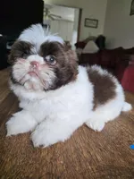 Mia, a female Shih Tzu for sale in Stroudsburg, PA – Photo 5 of 6