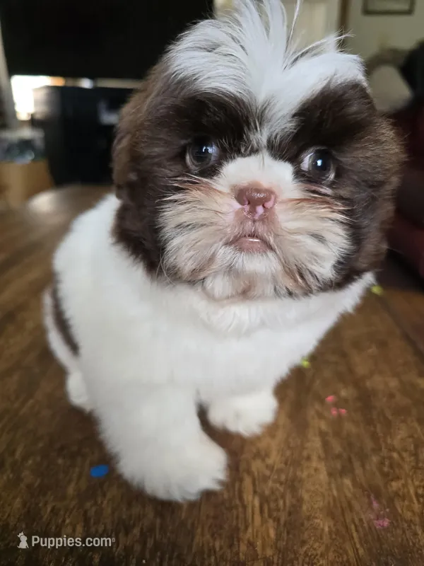 Mia, a female Shih Tzu for sale in Stroudsburg, PA – Photo 1 of 6