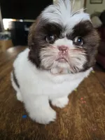 Mia, a female Shih Tzu for sale in Stroudsburg, PA – Photo 1 of 6