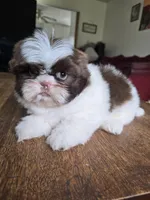 Mia, a female Shih Tzu for sale in Stroudsburg, PA – Photo 4 of 6