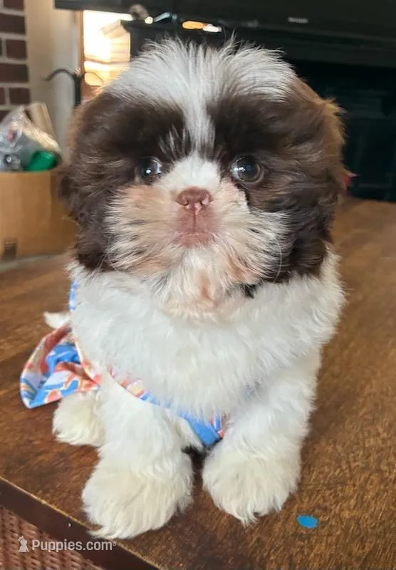 Mia – Shih Tzu puppy for sale in Stroudsburg, PA