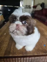 Mia, a female Shih Tzu for sale in Stroudsburg, PA – Photo 2 of 6