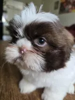 Mia, a female Shih Tzu for sale in Stroudsburg, PA – Photo 3 of 6