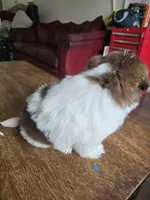 Mia, a female Shih Tzu for sale in Stroudsburg, PA – Photo 6 of 6