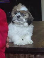 Rosie, a female Shih Tzu for sale in Stroudsburg, PA – 4 of 5