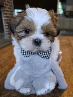 Bison, a male Shih Tzu for sale in Stroudsburg, PA – 7 of 9