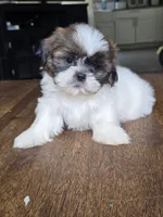 Bo, a male Shih Tzu for sale in Stroudsburg, PA – 4 of 7