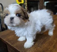 Gia, a female Shih Tzu for sale in Stroudsburg, PA – 4 of 9