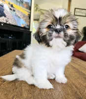 Tilly, a female Shih Tzu for sale in Stroudsburg, PA – 5 of 5